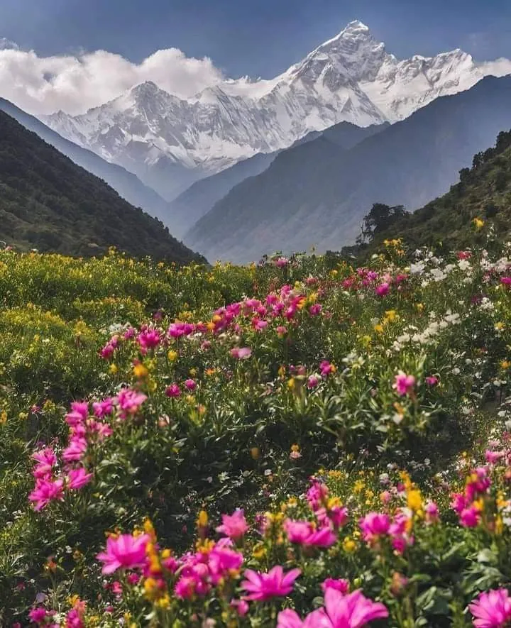 Wildflowers and snow peaks above Triund